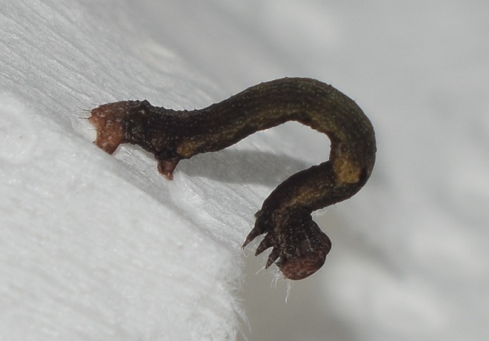 Bruco di Geometridae da ID